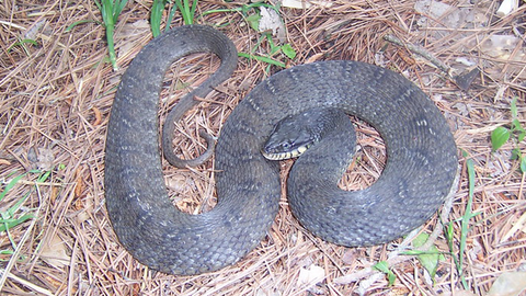 Watersnake - Photo by JD Lamb | Flickr