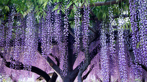 Wisteria Central Texas