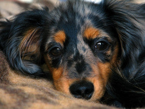 dachshund_puppy_by_polovets