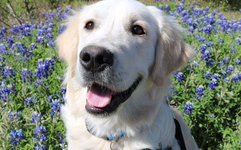 Golden in Bluebonnets