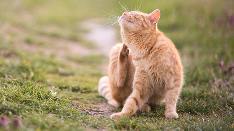 Cat Scratching at Fleas Ticks and Mosquitoes Insects 