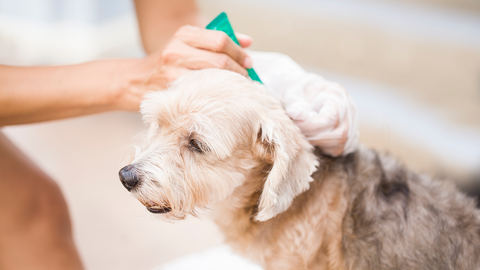 Topical Flea Product on Dog