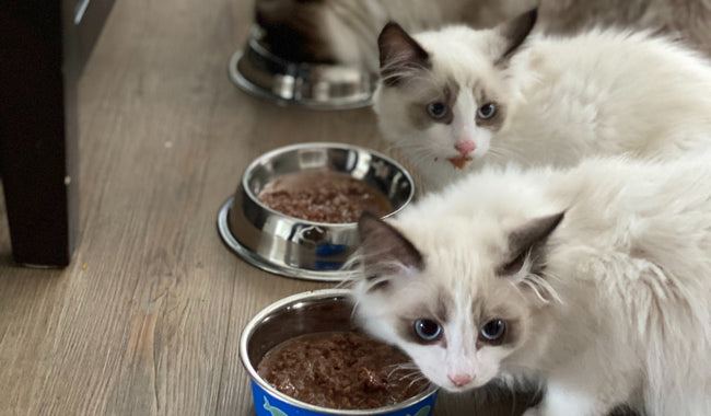 White cat beside blue ceramic bowl