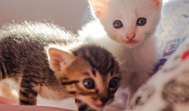 White and brown tabby kitten