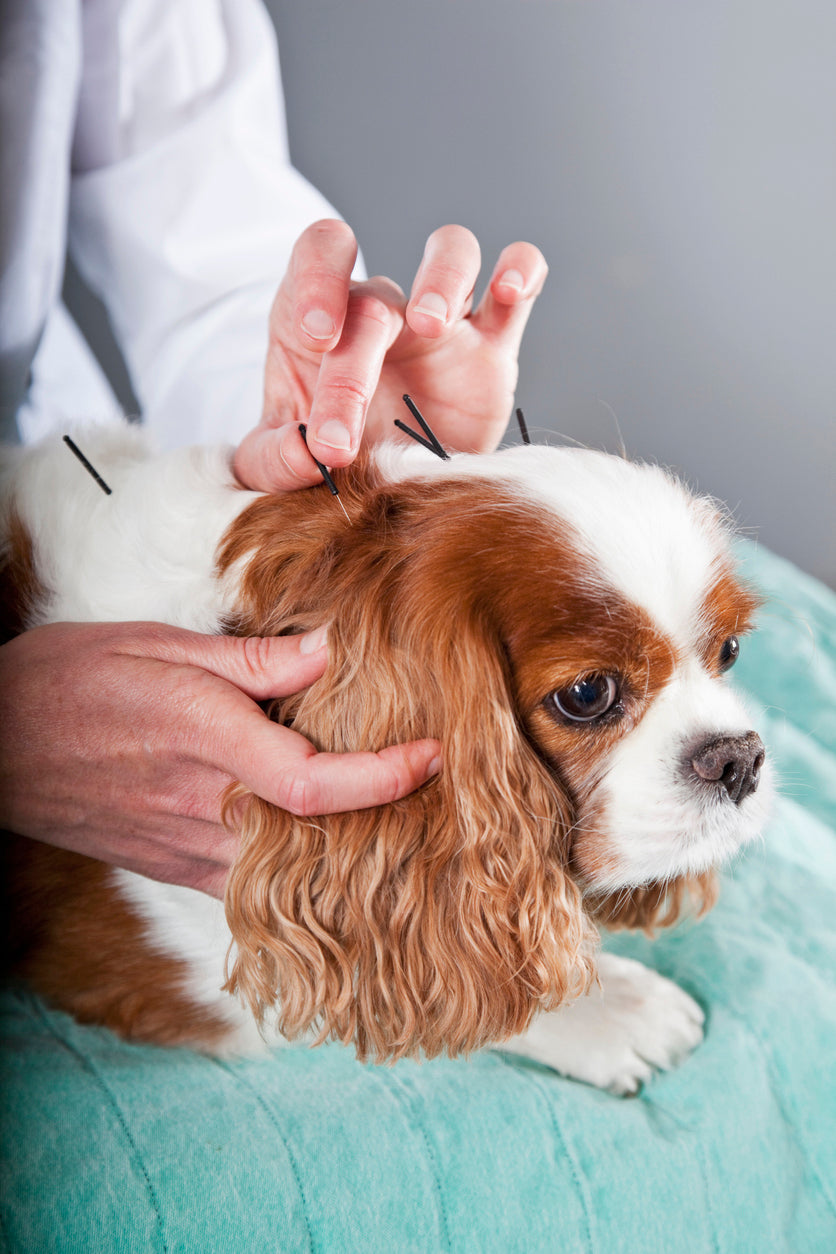 Dog Acupuncture in Austin, TX