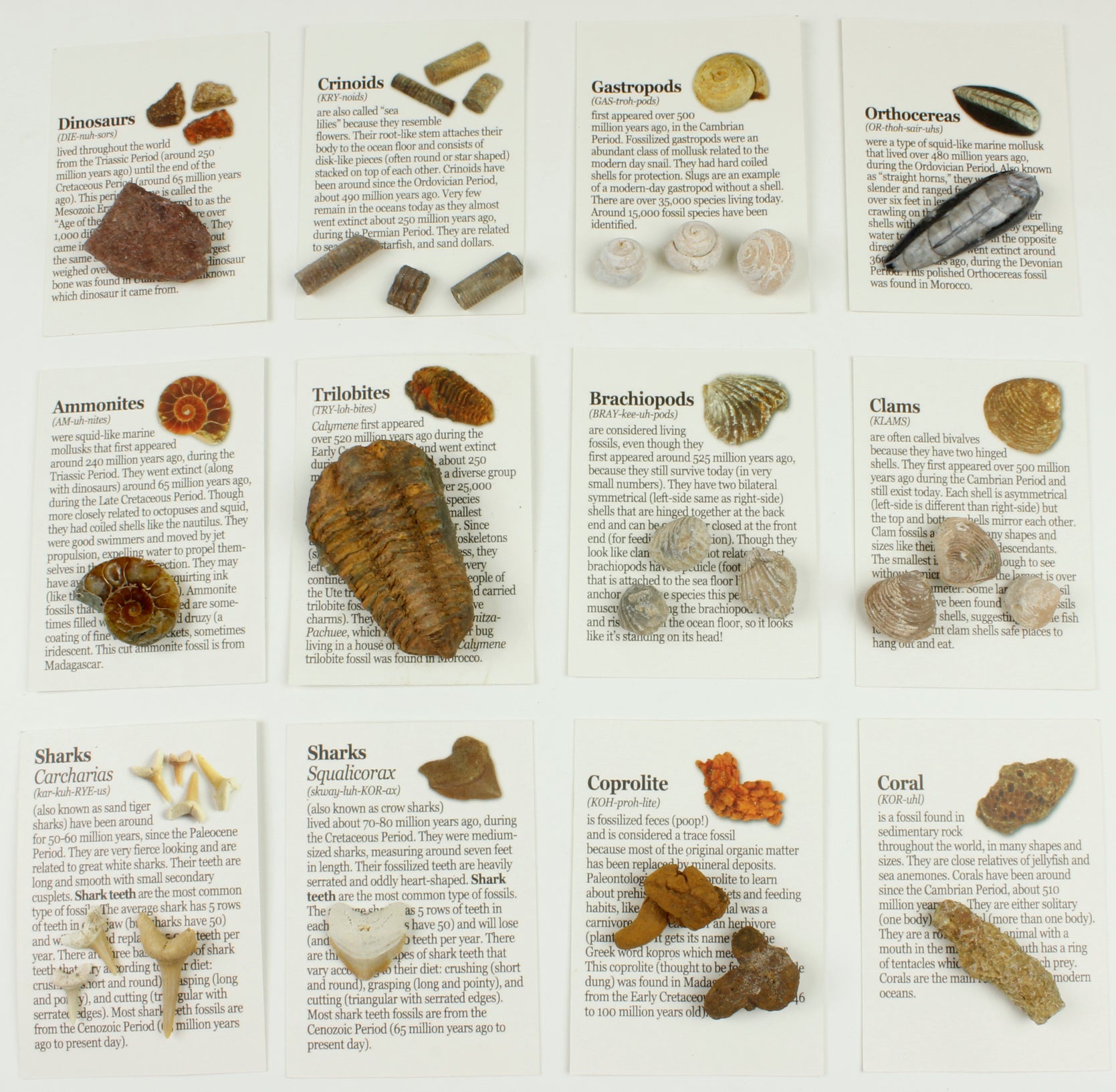 Fossil Collection (13 pc.) with ID Cards & Trilobite & timescale – Dancing  Bear's Rocks and Minerals