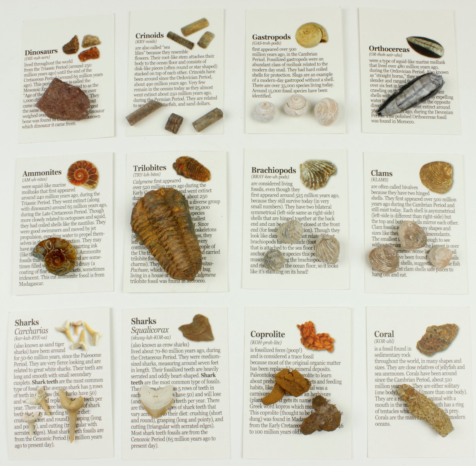 Fossil Collection (13 pc.) with ID Cards & Trilobite & timescale