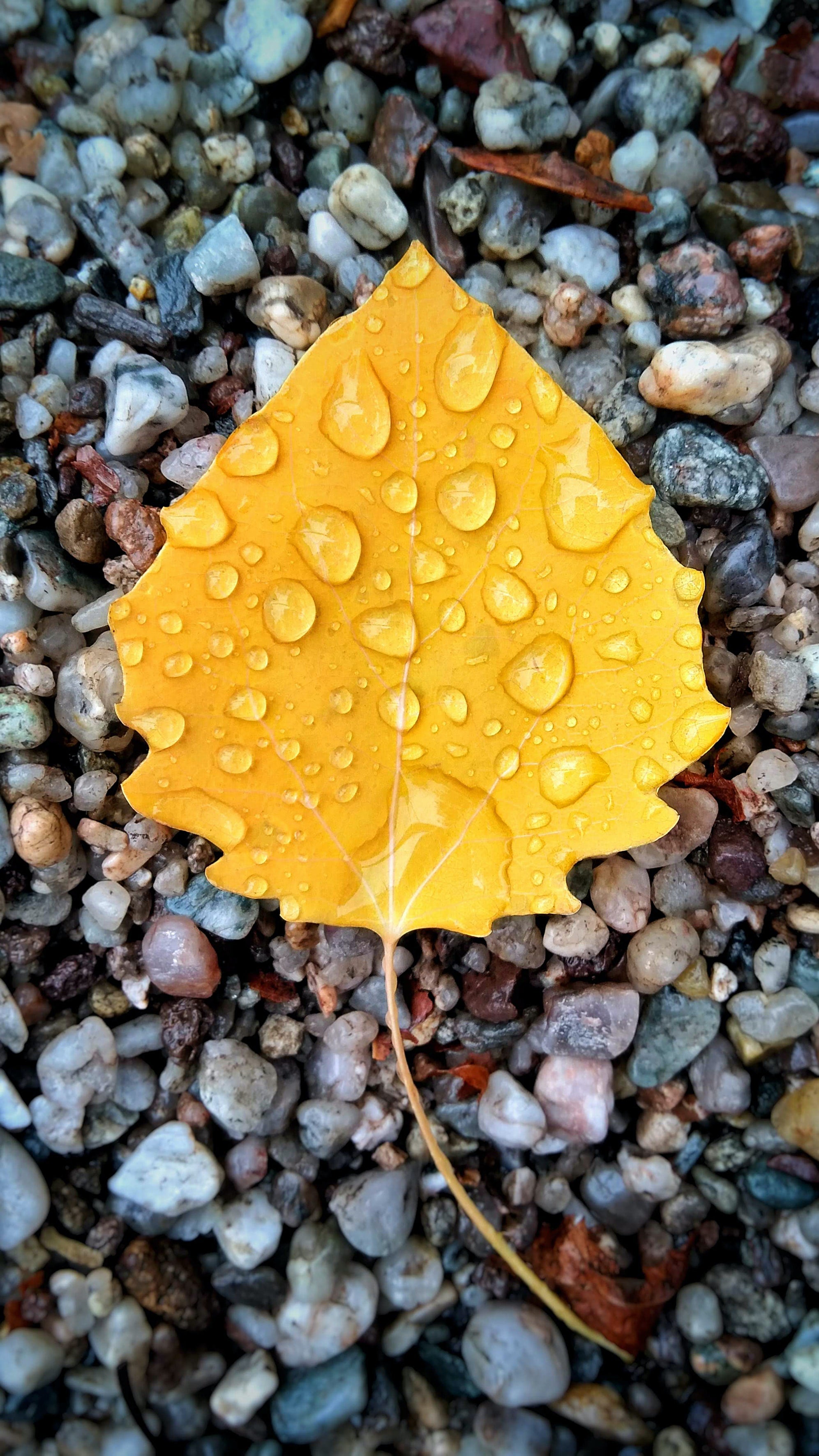 Yellow leaf on gray pebble background