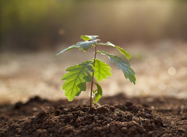 How can I reduce my emissions? A young plant sprouting from the dirt