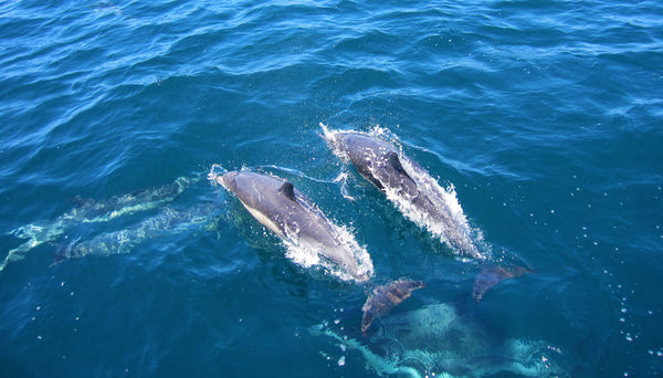 Our favourite places to wear SunButter sunscreen. Two dolphins swimming in blue water. 