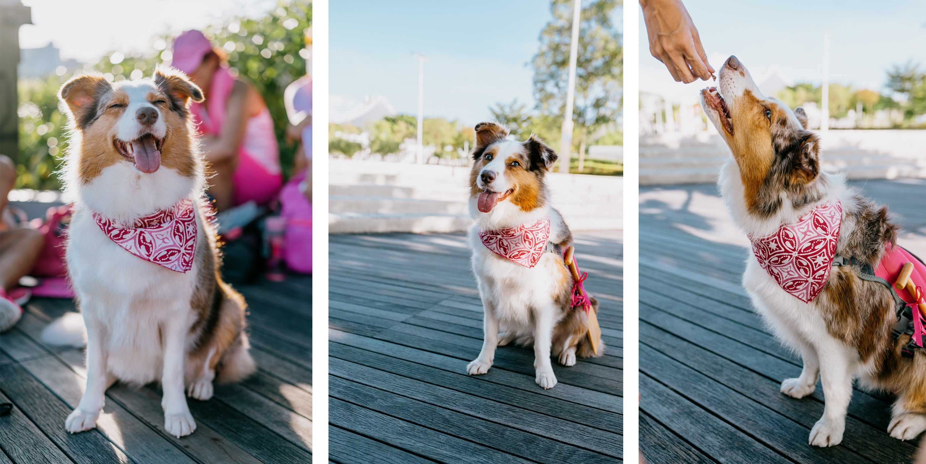 Autumn in Pink Bandana