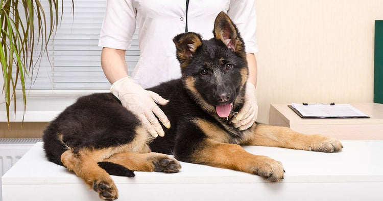 what medications can kill dogs