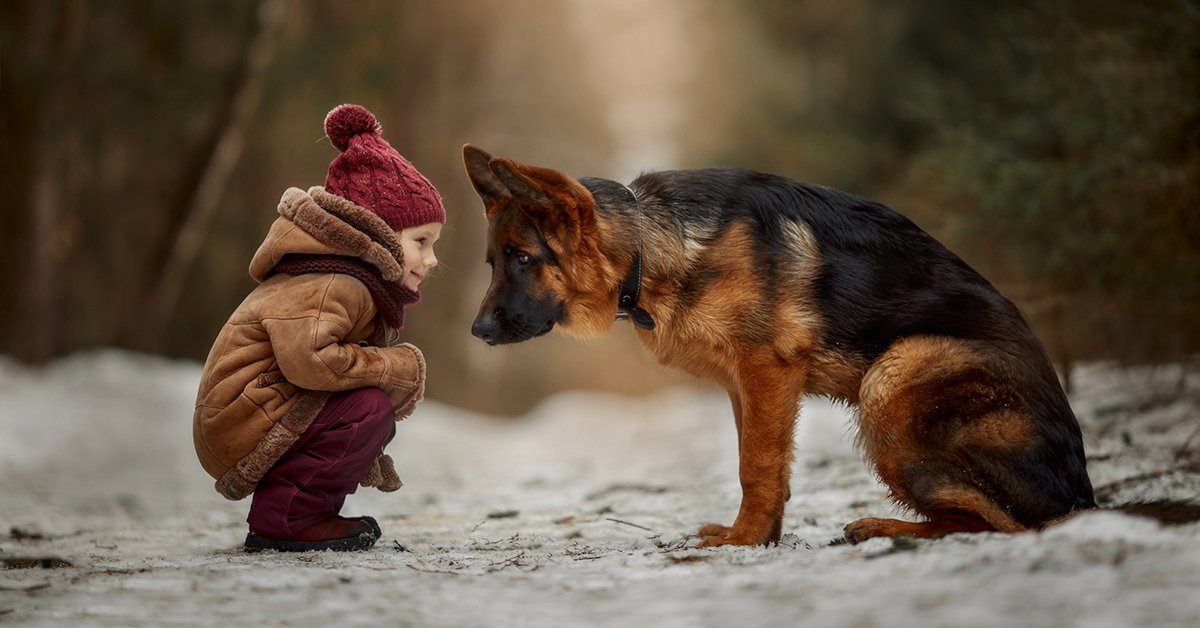 German Shepherd Puppies Ohio