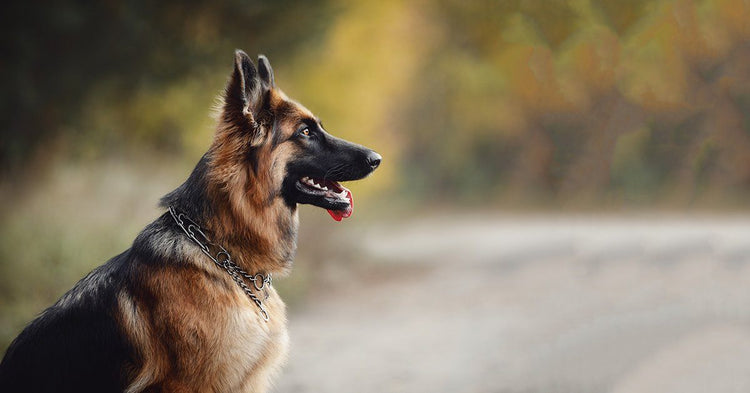 are german shepherds scared at night