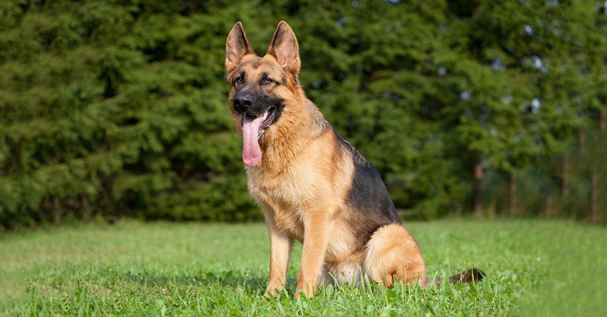 is the german shepherd dog legal in brunei