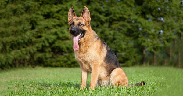 11 Popular Questions About German Shepherds – German Shepherd Shop