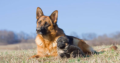 17 Things German Shepherd Owners Should Never Forget About Their Dog ...