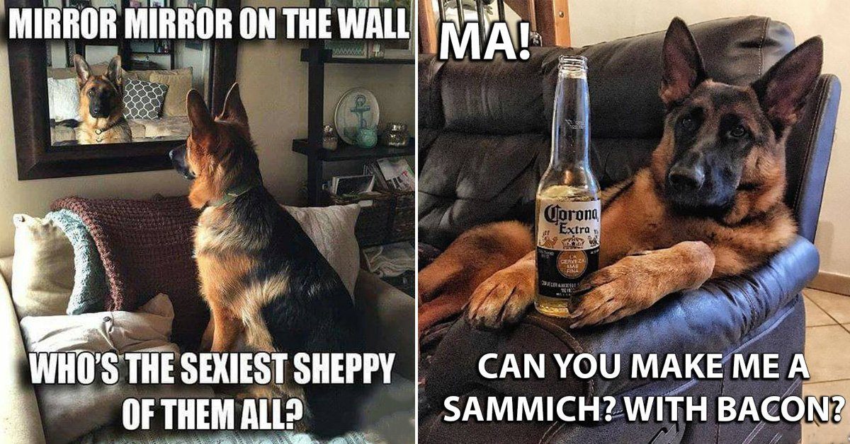 50 Funniest German Shepherd Memes | vlr.eng.br