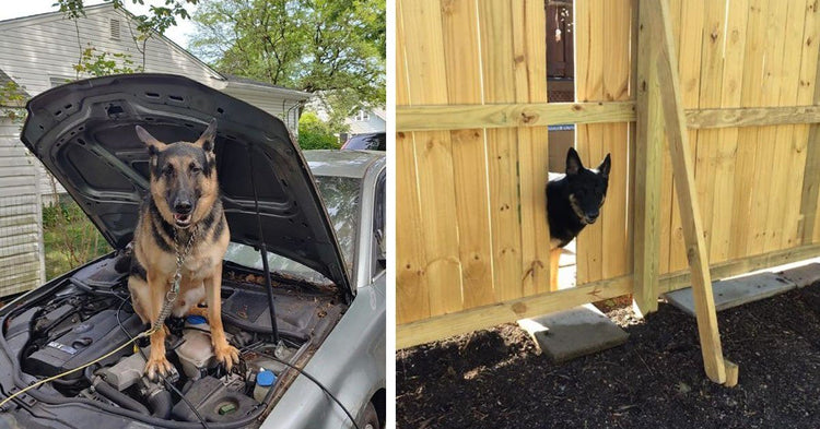 are german shepherds fence jumpers