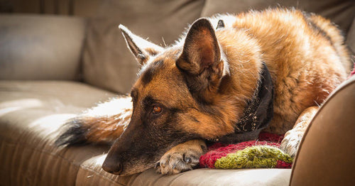 The Best Toys for German Shepherds - PetHelpful