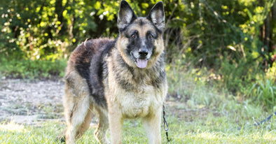 Our Blog – German Shepherd Shop