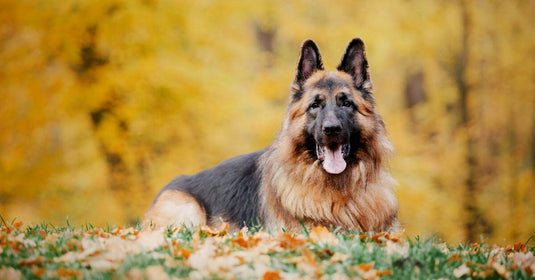 Blog About German Shepherd Dogs - German Shepherd Shop