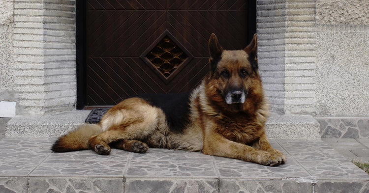 can a german shepherd protect me