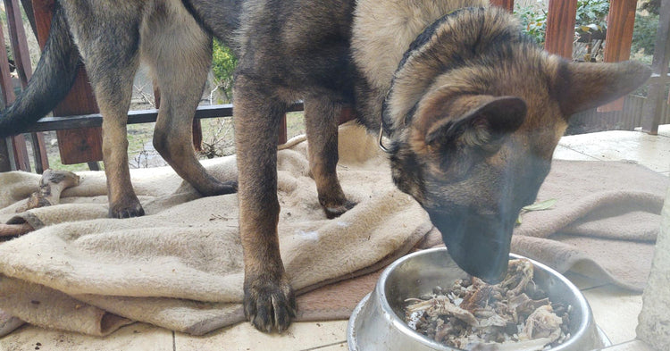 can you feed your dog cooked meat