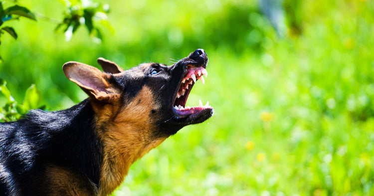 are german shepherds known to be aggressive