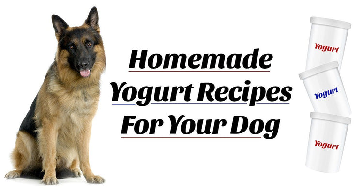 can dogs eat yogurt while taking antibiotics