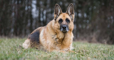 How To Cope With Your Dog’s Euthanasia – German Shepherd Shop