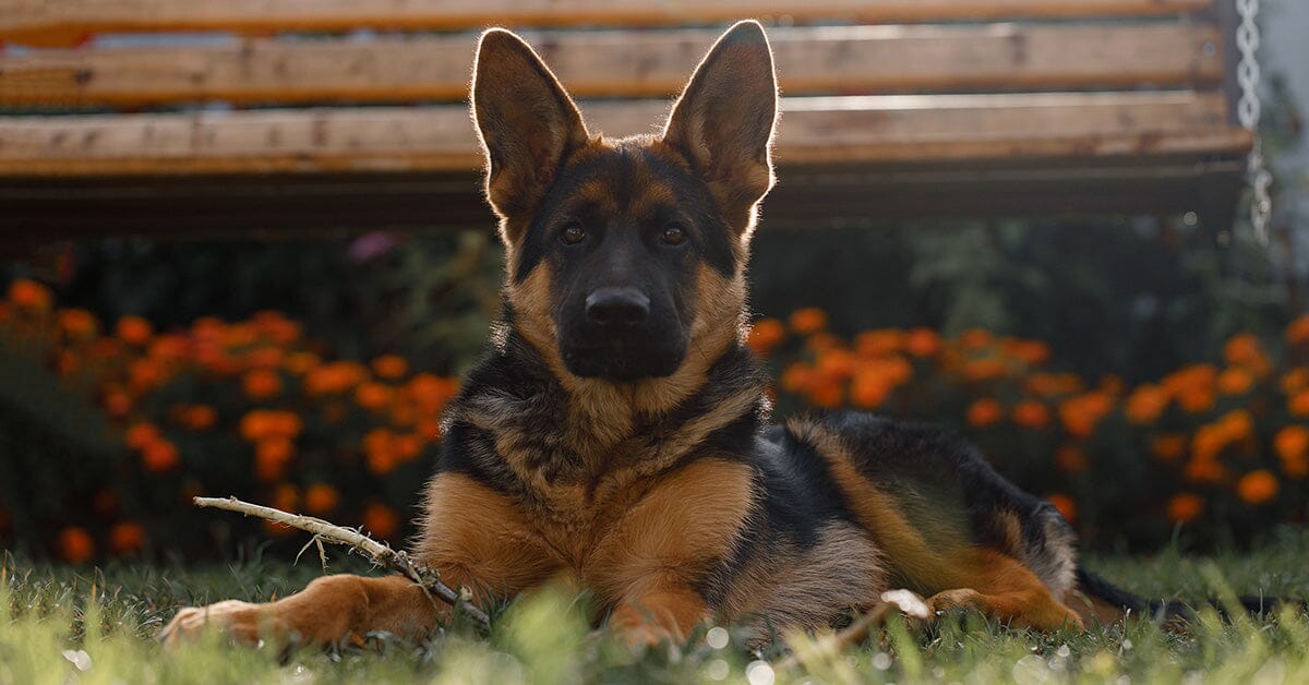 how-to-get-the-dog-smell-out-of-your-house-tips-n-german-shepherd-shop