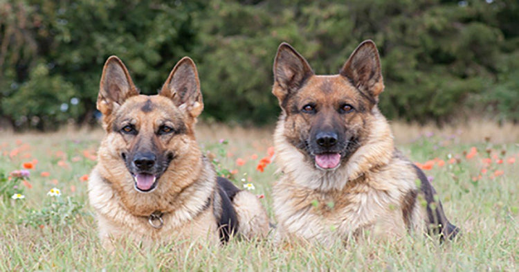 how do you introduce a new dog to your old dog