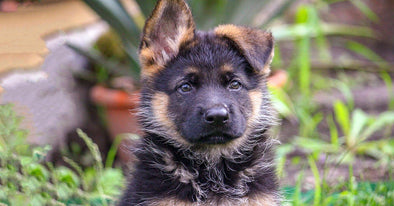 How To Prevent Separation Anxiety In Puppies – German Shepherd Shop