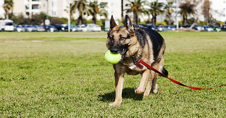 train dog to drop ball