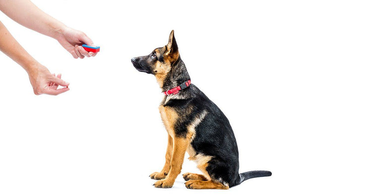 are clickers good for training dogs