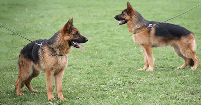 best prong collar for german shepherd