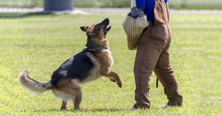 is the german shepherd dog legal in brunei