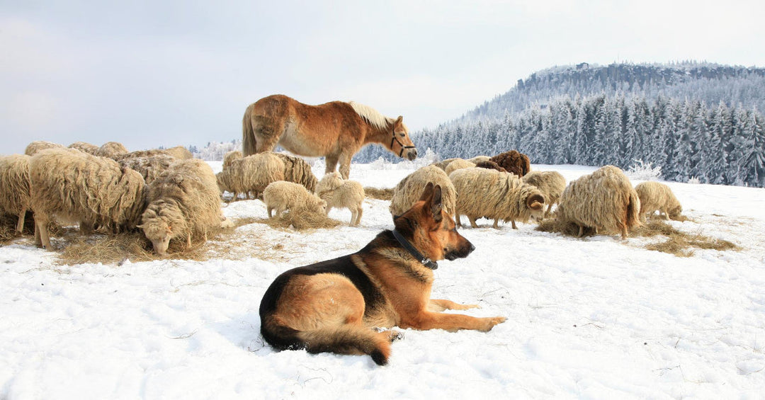 are german shepherds herding dogs