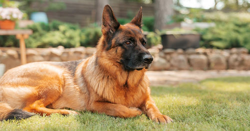 why my german shepherd losing hair