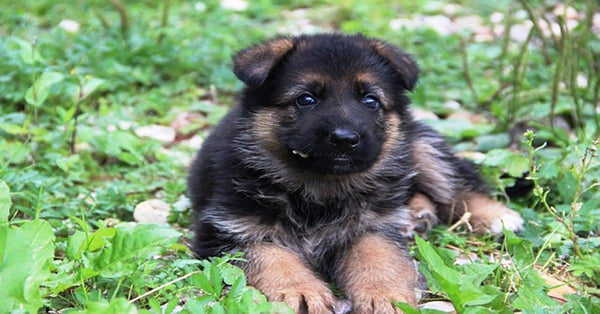 2 Steps to Teaching Your Pup to Go Potty – Blog | German Shepherd Shop