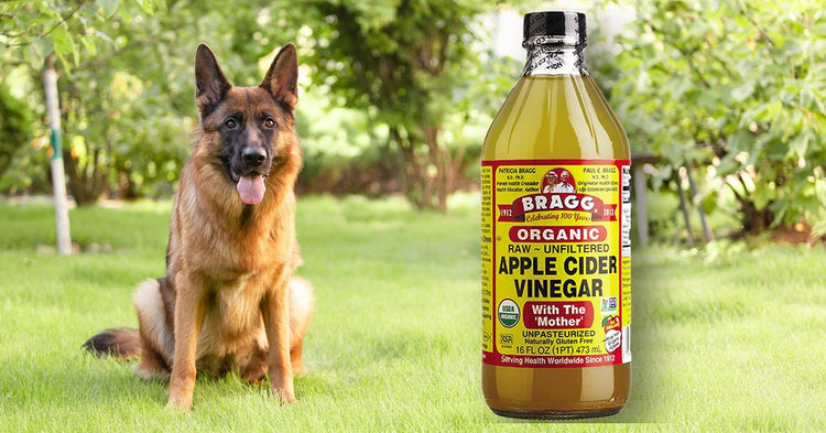 can you give a dog apple cider vinegar