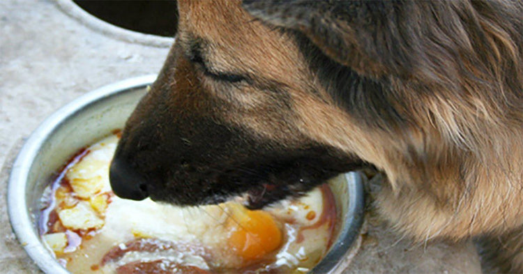 can i crack an egg in my dogs food