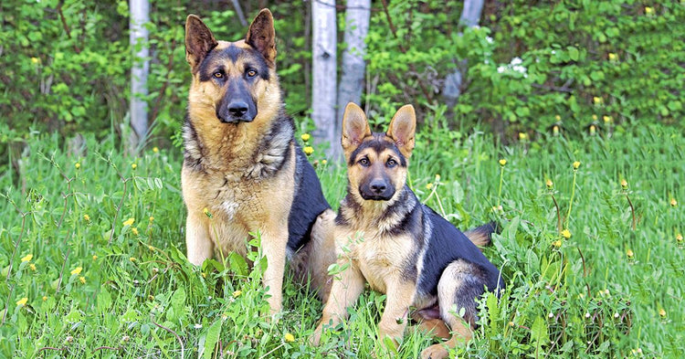 can 2 male german shepherds live together