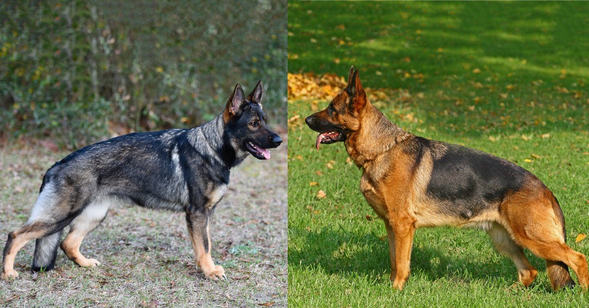 German Shepherds Ohio