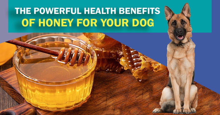 can dogs eat honey