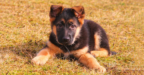 What To Do If Your Puppy Won’t Eat – German Shepherd Shop