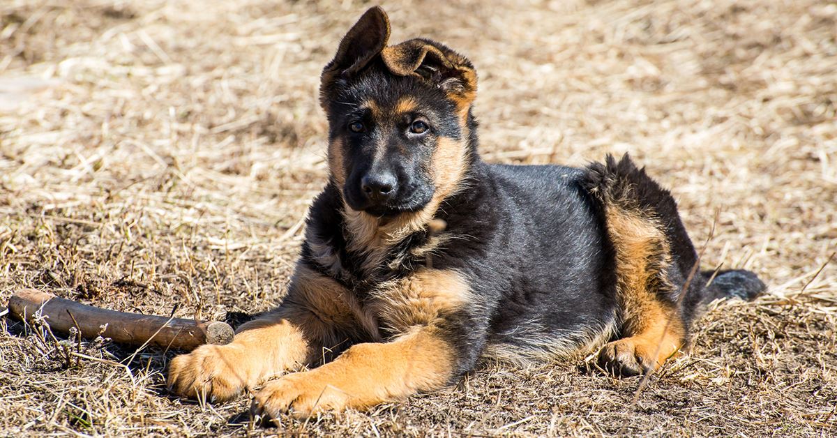 When Should Your German Shepherd's Ears Stand & What ...