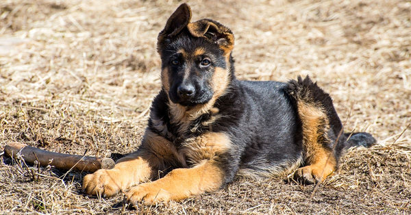 When Should Your German Shepherd’s Ears Stand & What You Can Do If The ...