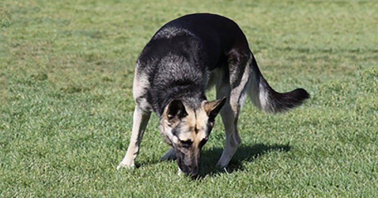 how many times does a german shepherd poop